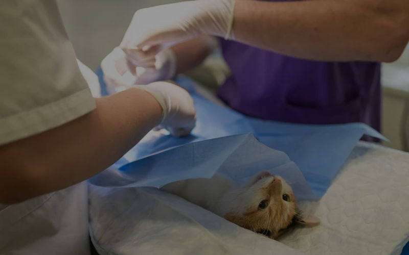 Veterinary Practices